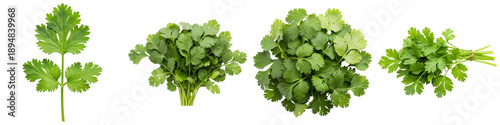 Bild auf Leinwand high-quality photograph of fresh green cilantro, showcasing individual leaves and various bunches, isolated on a clean transparent background