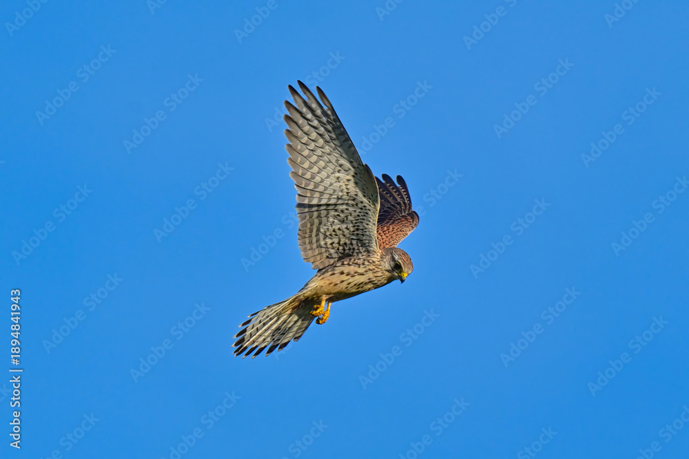 Fototapeta premium Peregrine Falcon with prey flying on Blue Sky