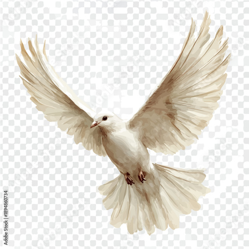watercolor of Dove illustration, isolated on a white background.