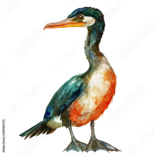 Cormorant, refined watercolor illustration with luminous tones and soft layered brushwork, isolated on a white background.