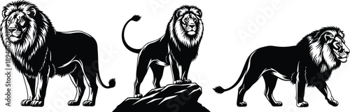 Majestic Male Lion Vector Illustration Set Featuring Three Powerful Black and White Regal Predators in Standing Poses on Rocks for Logos Branding and Graphics