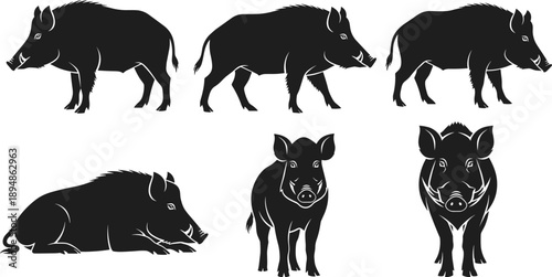Set Of Black Wild Boar Silhouettes Featuring Feral Pigs And Razorbacks In Various Poses Including Standing Walking And Lying Down For Hunting Wildlife Vector Illustration