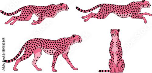 Set of Pink Cheetah Vector Illustrations with Black Spots in Various Poses Including Running Walking and Sitting Isolated on White Background for Exotic Wild Animal Design