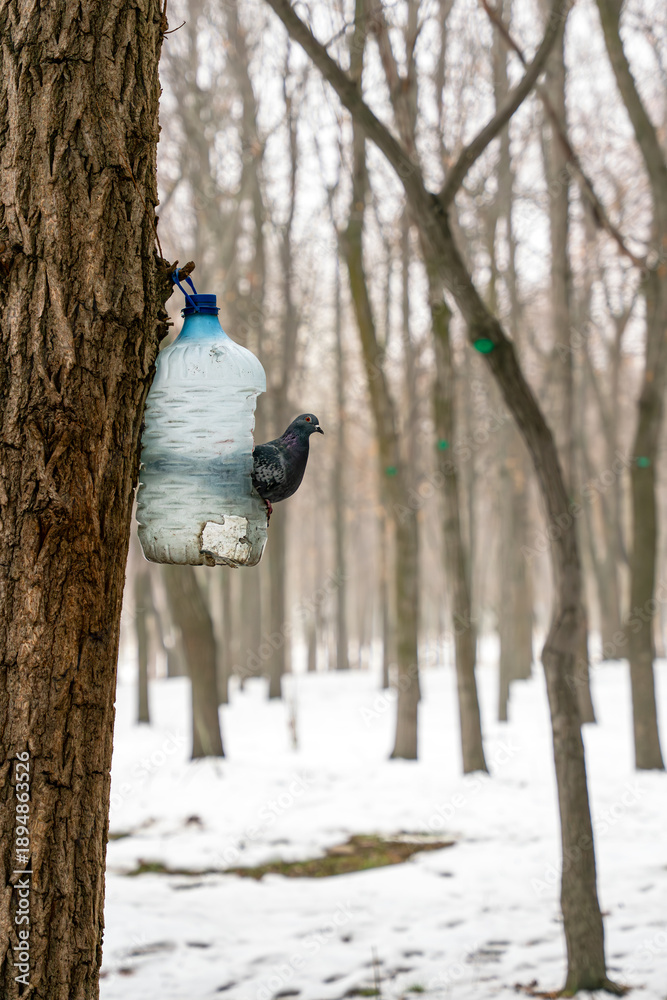 Fototapeta premium A feral pigeon (rock dove) sits on a homemade bird feeder made from a plastic water bottle, which is attached to a tree trunk in a snowy winter forest or park setting.