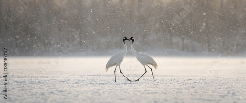 Pair of Red-crowned cranes, Grus japonensis, in the snow in Hokkaido, Japan. Beautiful bird in its natural environment. Wildlife scene with snow-covered forest.