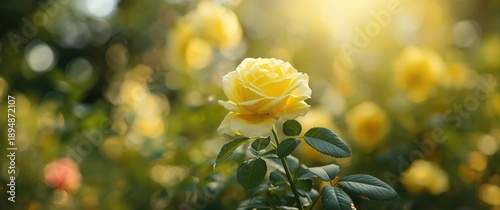 June Garden Scene Featuring Yellow Hybrid Musk Rose (Rosa) Daybreak Flowers Amid Nature and Summer Elements