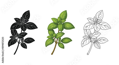 Set of three basil sprig illustrations in black silhouette, realistic color, and line art sketch styles
