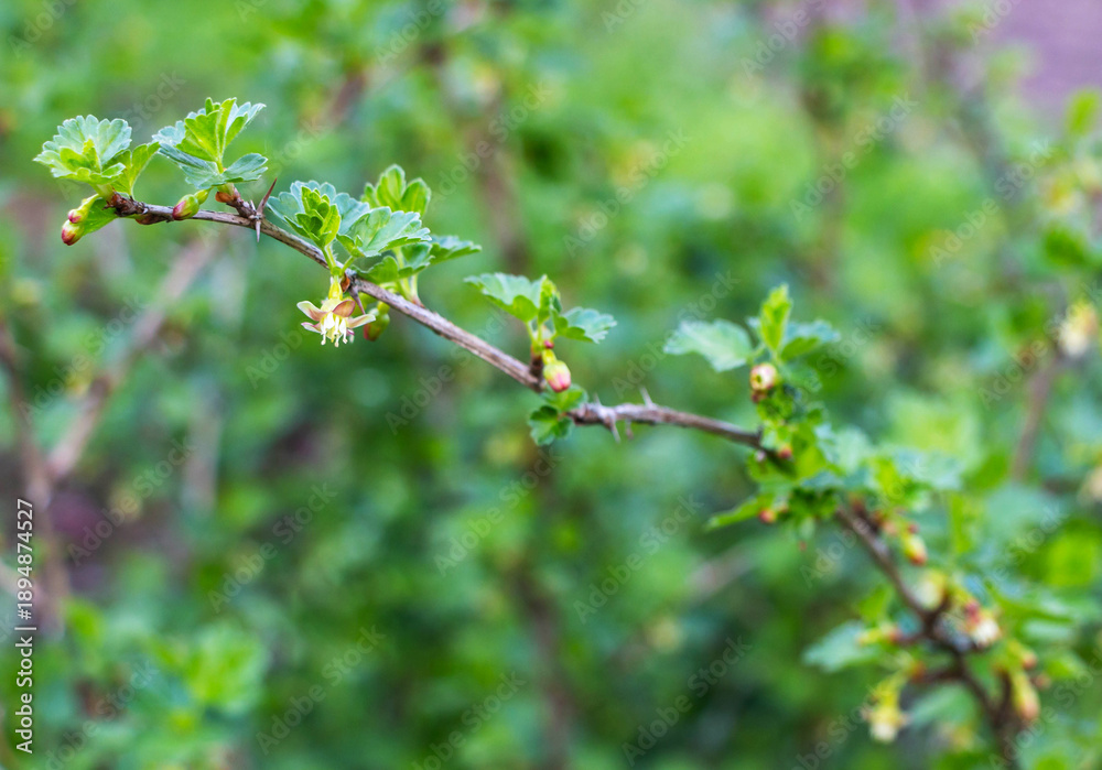 Obraz premium Blossoming branch of a gooseberry (Ribes rubrum) on a blurred background. Selective focus.