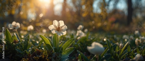 Charming blossom within the garden