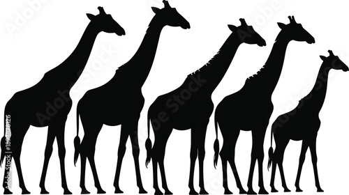 Giraffe silhouettes standing in herd safari wildlife African animals savanna nature black flat vector illustration isolated set
