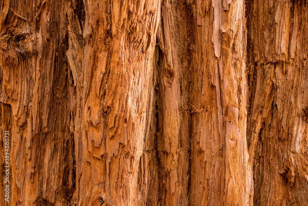 Obraz premium Redwood tree bark background texture