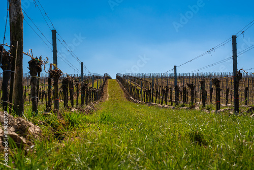 Spring Vineyard with Fresh Vine Growth and Blooming Green Meadow Under a Clear Blue Sky