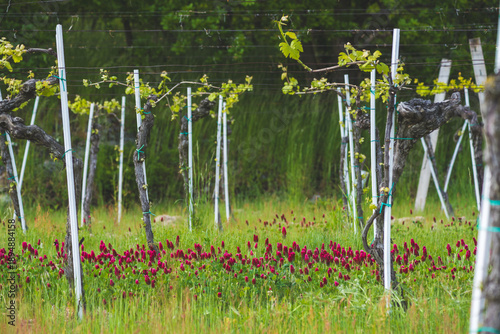 Spring Vineyard with Fresh Vine Growth and Blooming Green Meadow