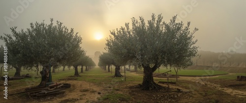Morning scene of Olive trees under clouds and fog, designed for planting extension to make olive oil
