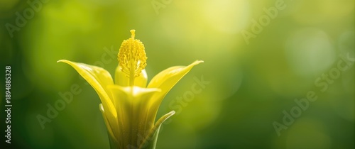 Detailed view of stamen on tiny yellow flower from Ochna kirkii Oliv, also called Micky Mouse plant, with blurred background