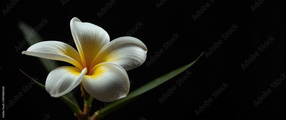 Fototapeta premium Single Frangipani Flower on a Black Background