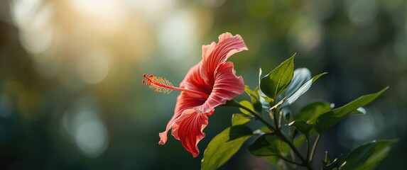Hibiscus Flower in Focus Against a Tropical Blurred Background