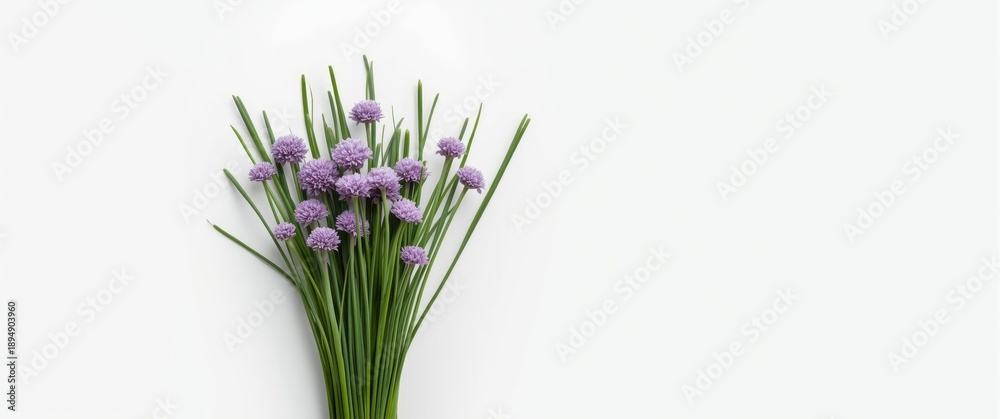 Fototapeta premium Chives featuring flowers isolated against a white backdrop