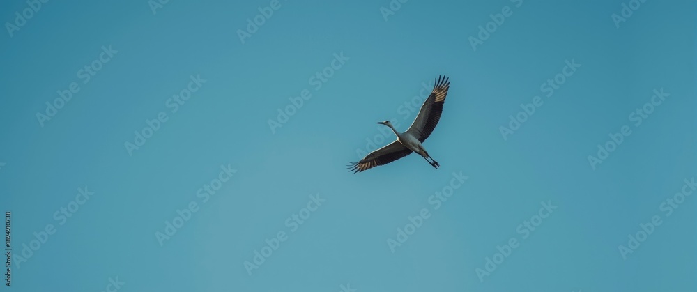 Fototapeta premium Solitary Big Bird Crane Gliding at Altitude Against Bright Cloudless Sky with Outstretched Wings