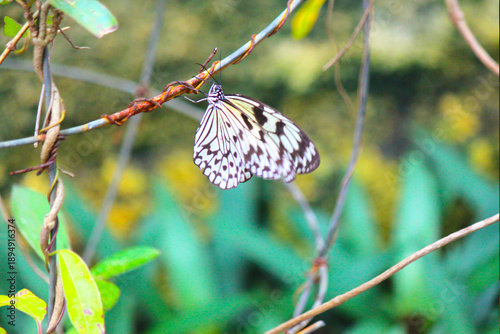Fotografia Photograph of The Electra's tree-nymph (Idea electra) is a species of nymphalid butterfly in the Danainae subfamily