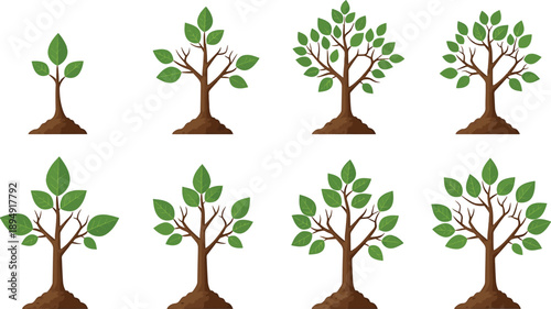 Tree growth stages from seedling to mature plant vector collection