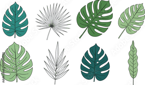 Tropical green monstera and palm leaves collection outline drawing