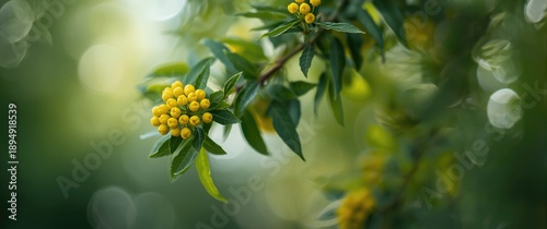 Detailed macro of Berberis aquifolium featuring lush green leaves and yellow flower clusters against a blurred background, showcasing natural beauty