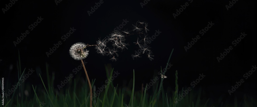 Fototapeta premium Black background featuring a white dandelion flower, symbolizing summer, spring, and nature with floral beauty and green grass.