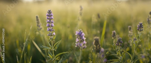 Wallpaper Mural Up-close View of Stunning Purpletop Vervain Flowering in Nature Torontodigital.ca