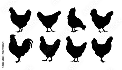 Chicken silhouette set, farm animal vector illustration, hen shapes clipart, standing and walking chicken design, black silhouette poultry art, nature graphic