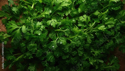 Overhead shot of coriander leaves growing in soil, highlighting fresh herbs for food preparation