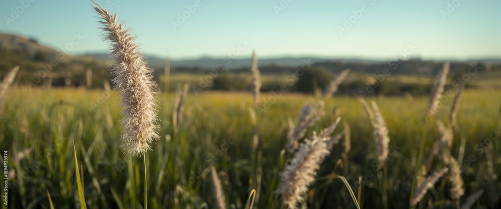Fototapeta premium Desho Grass or Pennisetum Pedicellatum