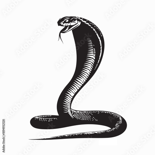 King Cobra In Action Image Vector Isolated on White Background