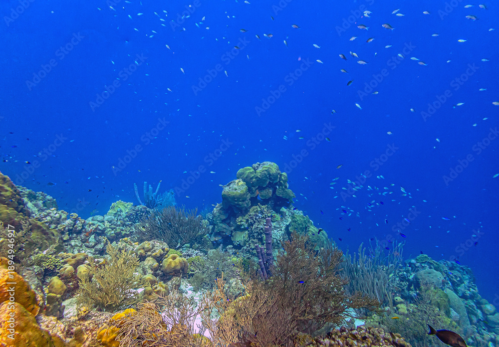 Fototapeta premium Caribbean coral garden, underwater Bonaire