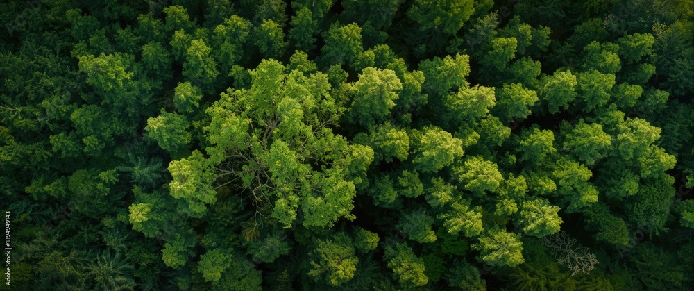 Fototapeta premium Coniferous Forest of Pines