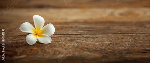 Flower with white and yellow petals placed on wood