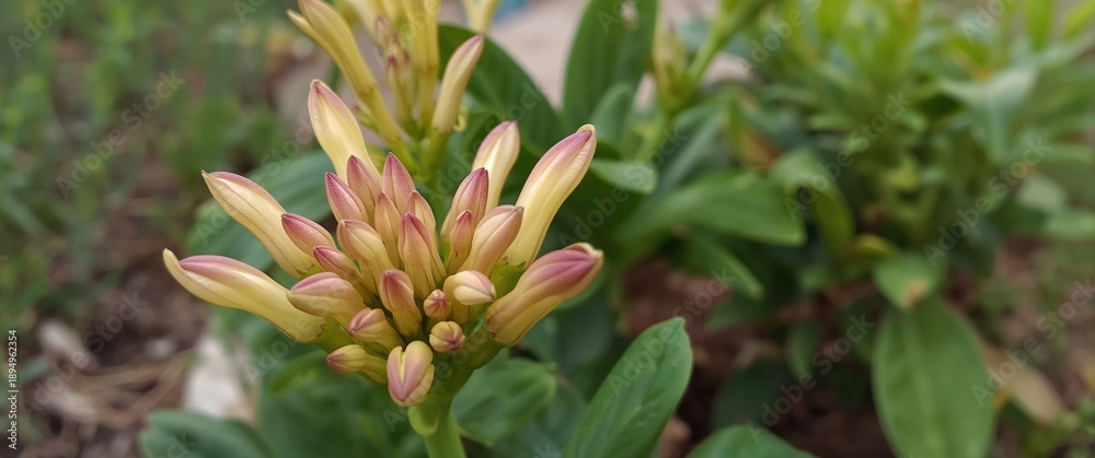 Obraz premium Finger-Form Petals Featuring Unbloomed Flowers