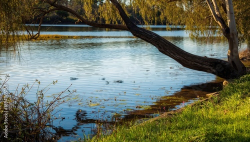 Lagoons near the Murray River between Howlong and Corowa, acting as ecological refuges for aquatic species