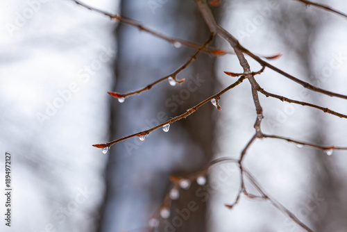 Wallpaper Mural Raindrops on bare branch - A minimalist and moody nature shot: raindrops line a thin, bare twig in autumn Torontodigital.ca