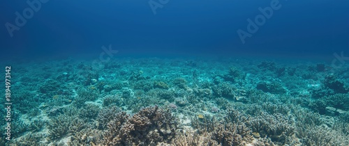 Panel kuchenny z motywem Broad perspective of lone corals on empty coral reef a potential area for coral biodiversity conservation and marine habitat recovery in tropical underwater ecosystems