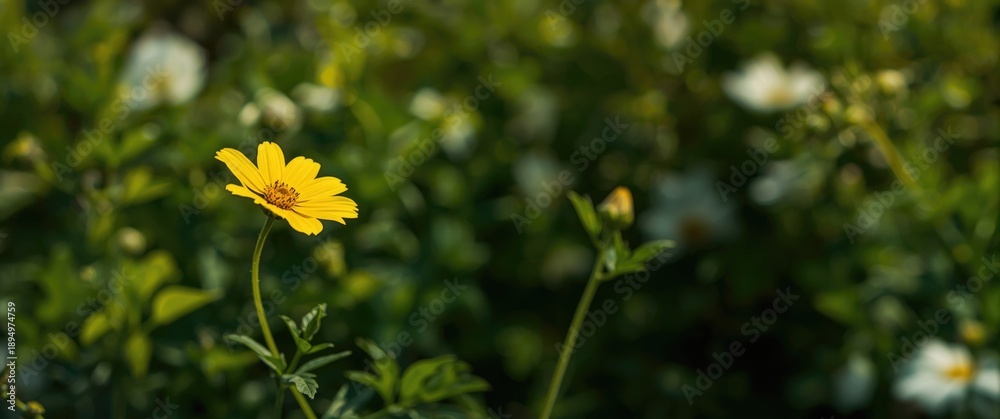 Obraz premium Yellow color flower blooming in the garden