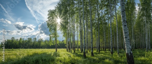 Beautiful Finnish lush gree...
