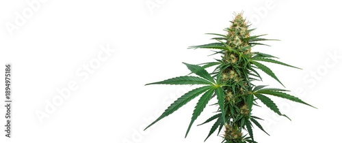 White Background Featuring ...