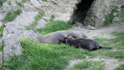 A young seal is laying by its mother, while suckling peacefully among the lawn and rocks on a windy afternoon. a 4K video clip, Kaikoura, New Zealand.