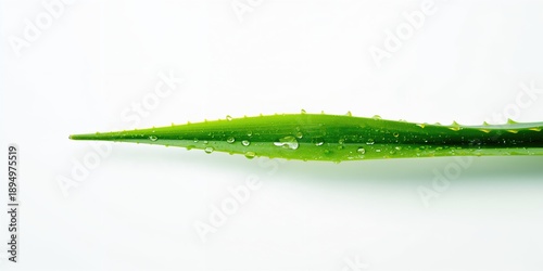Fresh aloe vera leaf with g...