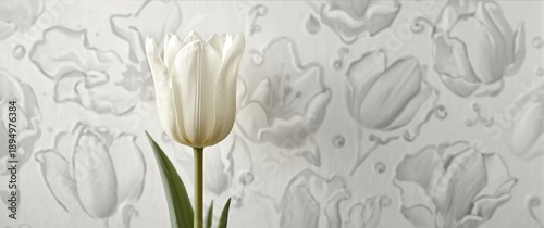 White tulip displayed on a ...