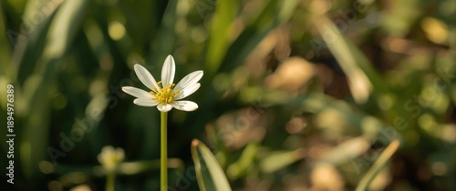 Close-up of a white grass flower with yellow pollen against a garden background, highlighting summer, spring, and natural beauty