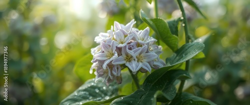 Detailed view of broad bean...