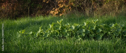 Growing butternut squash vi...