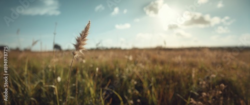 Dry light beige plant stem ...
